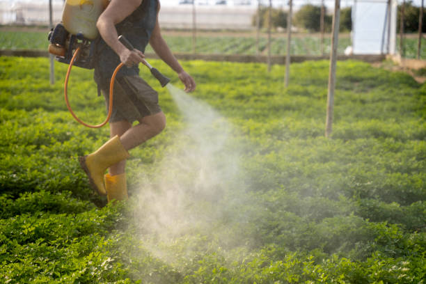 Wasp Removal Services in Clendenin, WV