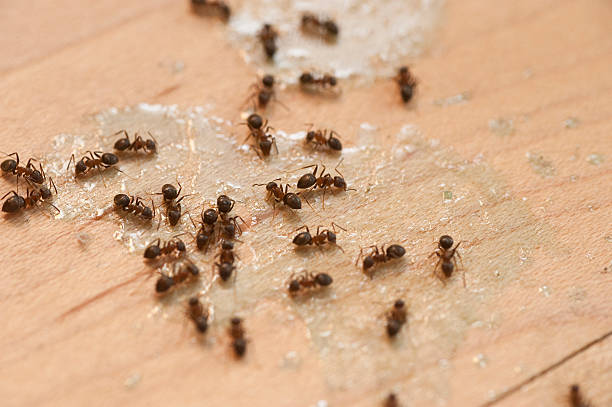 Best Termite Control Services  in Clendenin, WV