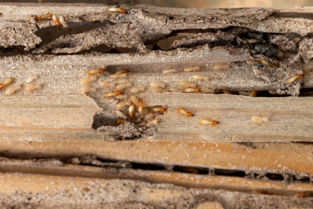 Best Pest Control for Homes  in Clendenin, WV