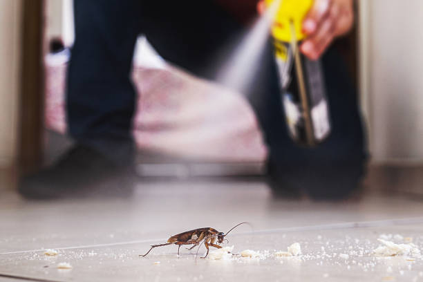 Best Flea Control Services  in Clendenin, WV