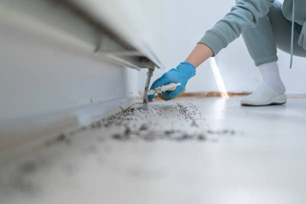 Best Wasp Removal Services  in Clendenin, WV